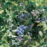 2 Legacy Blueberry Plant Live, Blueberry Bushes Plant, 4-7 Inch Tall