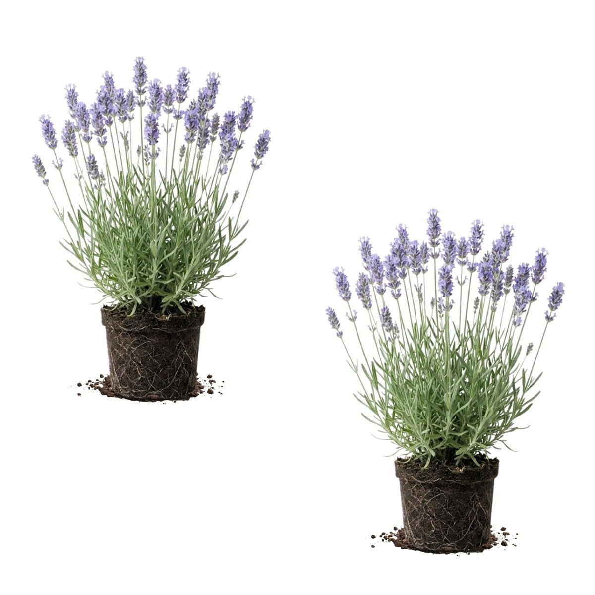 2 Provence Live Lavender Plants, Starter Plant, 4-7 Inch Tall