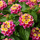 2 Pink Yellow Lantana Plants Live, Lantana Flower Plant, 4-6 Inches Tall
