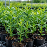 2 Sharpblue Blueberry Bushes Live Plants, Fruit Bush, 4-6 Inch Tall