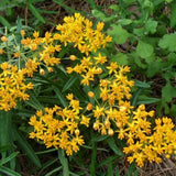 2 Yellow Milkweed Live Plants, Well-Rooted Starter Plant, 4-6 Inch Tall