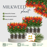 2 Yellow Red Milkweed Live Plants, Asclepias Tuberosa Plant 4–6" Tall