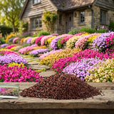 7000 Live Mix Creeping Thyme Seeds, Seeds for Home Garden