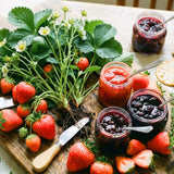 2 Red Strawberry Plants Live, Outdoor Garden Berry Plant, 4-6 Inch Tall
