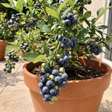 2 Emerald Blueberry Live Plants, Patio Fruit Bush, 4-6 Inch Tall
