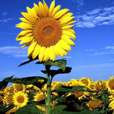 Orange Live Sunflower Plant, Well-Rooted Flower Plant, 3-5 Inch Tall