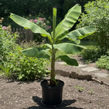 Grand Nain Banana Tree Live Plant, Home Garden Plant, 4-6 Inch Tall