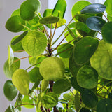 Money Live Plant, Pilea Peperomioides Houseplant, 2 Inch Pot