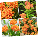 2 Orange Milkweed Live Plants, Perennial Flower Plant, 4-8 Inch Tall