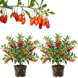 2 Goji Berry Plants, Sweet Edible Fruit, 4-6 Inch Tall