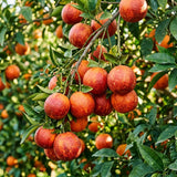 Orange Tree Plant Live, Citrus Fruit Tree, 1-2 Ft Tall, 1 Gallon Pot