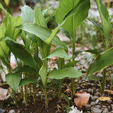 2 Turmeric Live Plant, Curcuma Turmeric Rhizomes, 4-6 Inch Tall