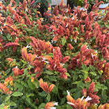 2 Red Shrimp Live Plants, Indoor Outdoor Plant, 4-7 Inch Tall