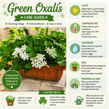 Green Shamrock Oxalis Plant Live, Indoor Houseplant, 3-5 Inch Tall