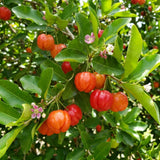 2 Barbados Cherry Live Plants, Live Barbados Cherry Plant, 4-6 Inch Tall