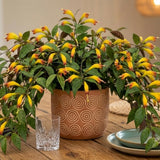2 Lipstick Plants Live, Trailing Houseplant, 2 Inch Pot