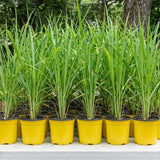 5 Lemongrass Plants Live, Easy Grow Garden Seeds