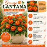 2 Orange Lantana Plants Live, Hardy Flowering Perennial, 4-6" Tall