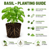Sweet Basil Herb Live Plant, Fresh Culinary Herb, 4 Inch Tall, 4 Inch Pot