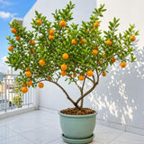 Orange Live Plant, Well-Rooted Citrus Tree, 1-2 Ft Tall, 1 Gallon Pot