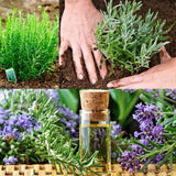 Rosemary Live Plant, Indoor Outdoor Herb Plant, 5-7 Inch Tall, 4 Inch Pot