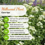 2 White Milkweed Plants Live, Hardy Garden Plant, 4-6 Inch Tall