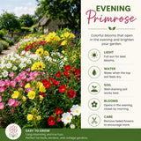 Random Primrose Live Plant, 2-3 Inch Tall, 3 Inch Pot