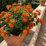2 Bright Orange Lantana Plants Live, Home Garden Plant, 4-7 Inch Tall