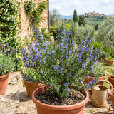 3 Blue Rosemary Live Plants, Rosemary Live Plants, 4-7 Inch Tall