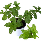 6 Spearmint Herb Live Plants, Herb Plant, 3-6 Inch Tall