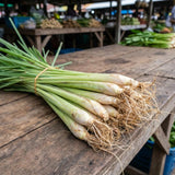 8 Lemongrass Live Plants, Indoor Outdoor Plant, 4-6 Inch Tall