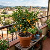 Meiwa Kumquat Tree, Kumquat Fruit Tree, 1-2 Ft Tall, 1 Gallon Pot