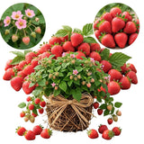 2 Red Live Strawberry Plants, Berry Fruit Plant, 2-3 Inch Tall, 3 Inch Pot