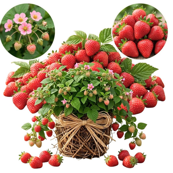 2 Red Live Strawberry Plants, Berry Fruit Plant, 2-3 Inch Tall, 3 Inch Pot