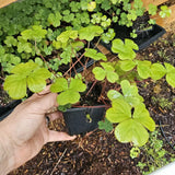 Green Shamrock Oxalis Live Plant, Indoor Houseplant, 3-6 Inch Tall