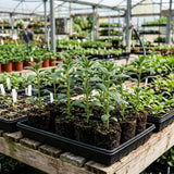 3 Purple Blue Heliotrope Plants, Heliotrope Starter Plant, 3-5 Inch Tall