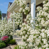 Sweet Mock Orange Bush Plant, Mock Orange Ornamental Plant, 4-9 Inc Tall