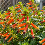 2 Orange Yellow Cuphea Live Plants, 4-6 Inch Tall