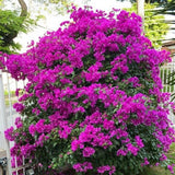 Set 2 Dark Purple Bougainvillea Live Plant 5-7 Inch Tall