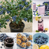 2 Springhigh Blueberry Plant Live, Blueberry Bushes Plant, 4-7 Inch Tall