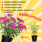 2 Pink Milkweed Live Plants, Patio Container Plant, 4-6 Inch Tall