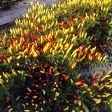 Red Pepper Chili Live Plant, 4-7 Inch Tall, 4 Inch Pot