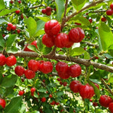 2 Live Barbados Cherry Tree Plant, Red Cherry Tropical, 4-7 Inch Tall