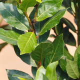 Bay Leaf Plant, Bay Laurus Nobilis Plant Live, 8-10 Inch Tall