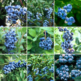 2 Elliott Blueberry Live Plants, Patio Fruit Bush, 4-6 Inch Tall