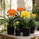 Orange Clivia Miniata Plant Live, Flower Houseplant, 6 Inch Pot