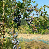 2 Elliott Live Blueberry Plants, Garden Plant, 4-7 Inch Tall
