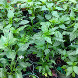 Red Pepper Chili Live Plant, 4-7 Inch Tall, 4 Inch Pot
