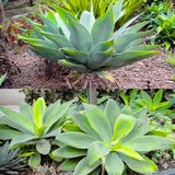 Attenuata Agave Live Plant, Architectural Succulent, 6-8 Inch Tall