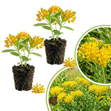 2 Yellow Milkweed Live Plants, Asclepias Tuberosa, 4-6 Inch Tall
